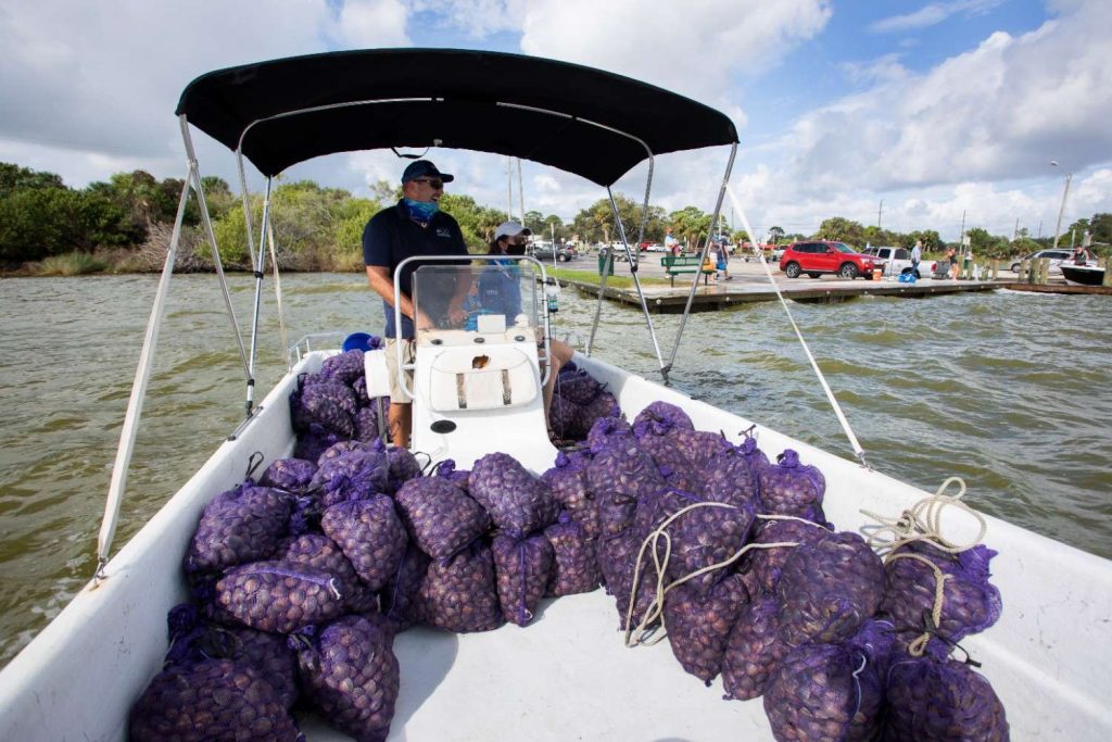 A person steers a small boat filled with purple bags of clams. The boat approaches a dock on a sunny day, with vehicles and people visible in the background.