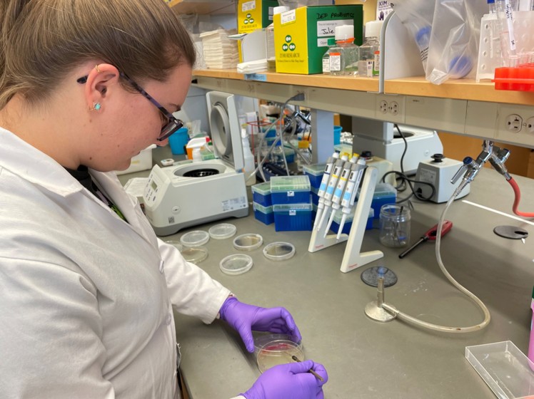 A scientist in a lab coat and purple gloves examines a petri dish at a lab with pipettes and lab equipment.