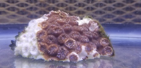 A purple oral in a tank affected by stony coral tissue loss disease with lattice-patterned background, that is partially white from its skeleton being exposed.